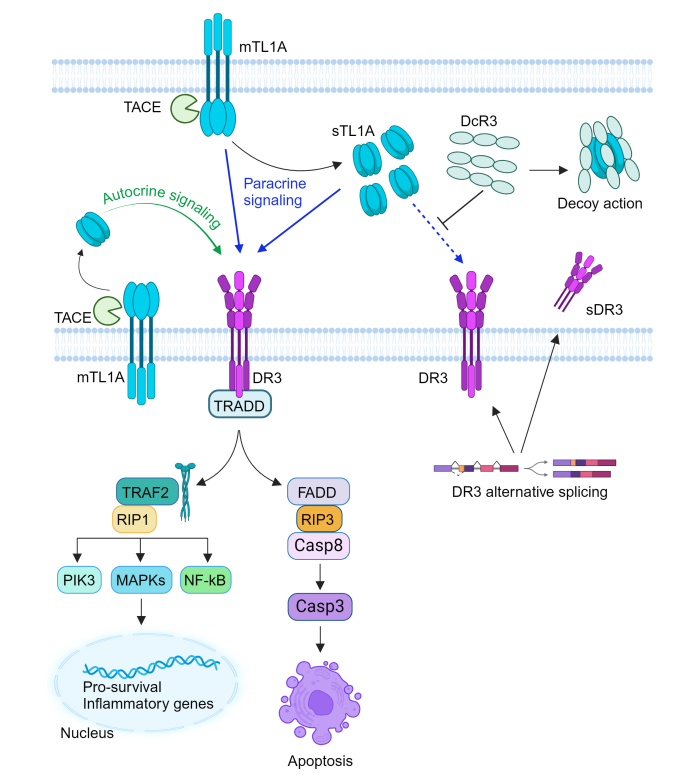 Therapeutic target of inflammatory bowel disease TL1A