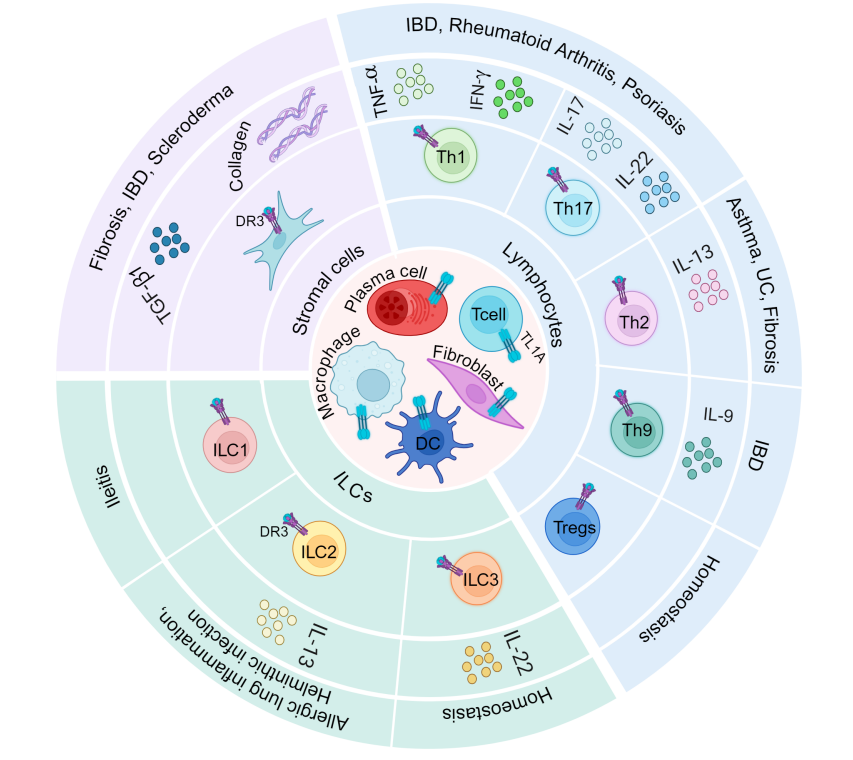 Therapeutic target of inflammatory bowel disease TL1A
