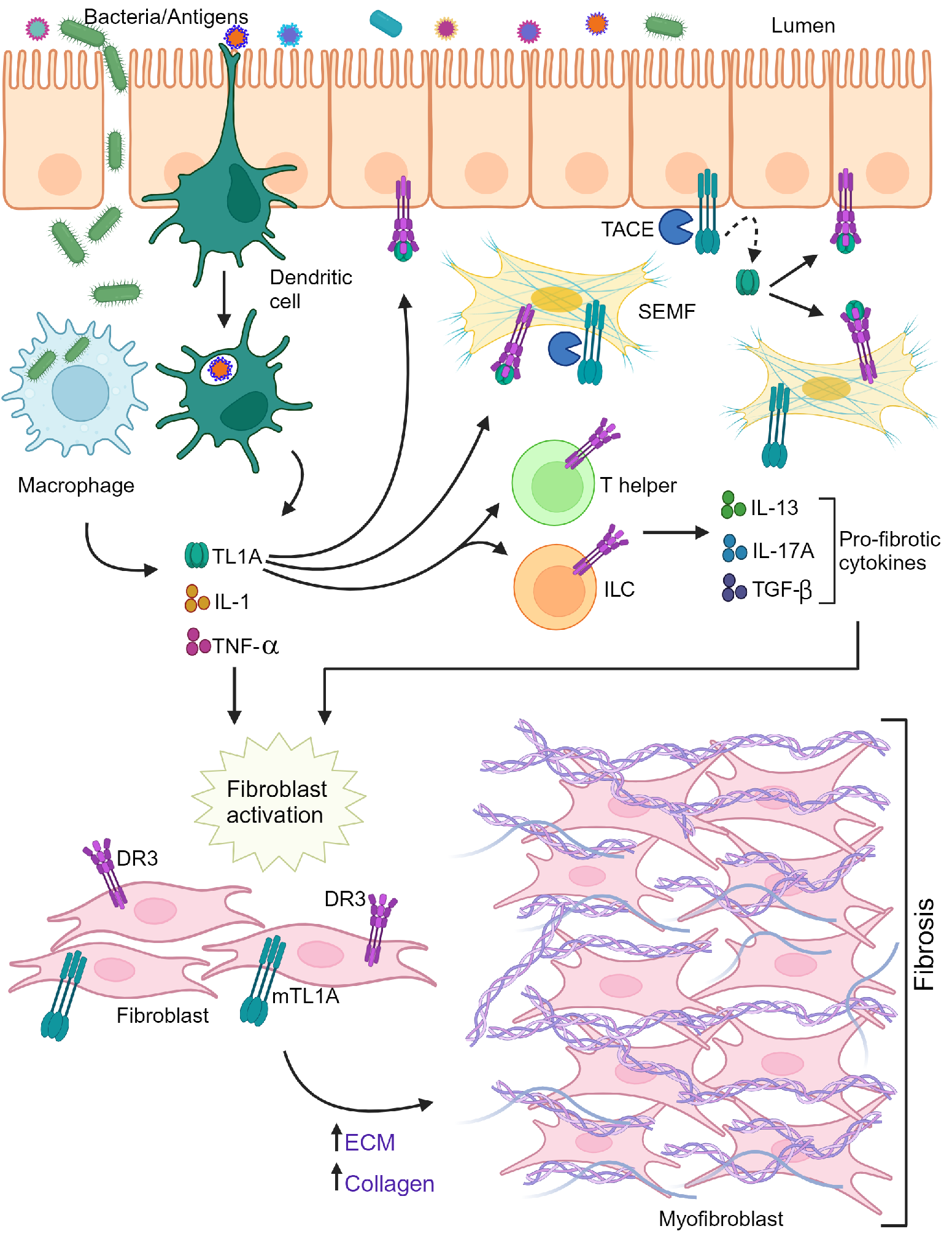 Therapeutic target of inflammatory bowel disease TL1A