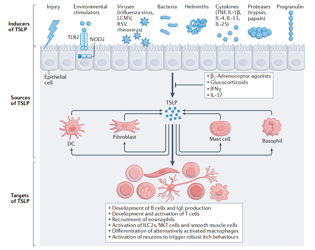 Thymic stromal lymphopoietin TSLP