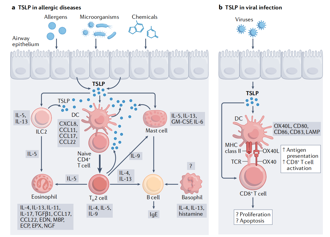 Thymic stromal lymphopoietin TSLP