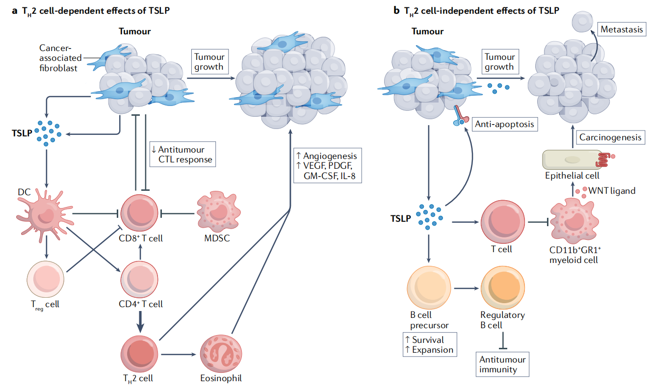 Thymic stromal lymphopoietin TSLP
