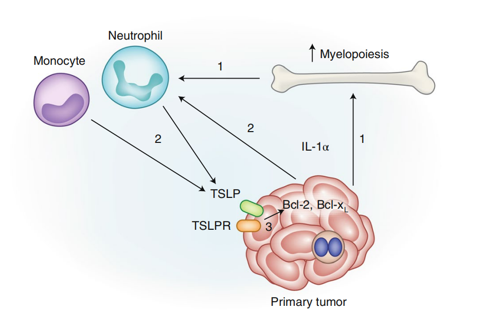 Thymic stromal lymphopoietin TSLP
