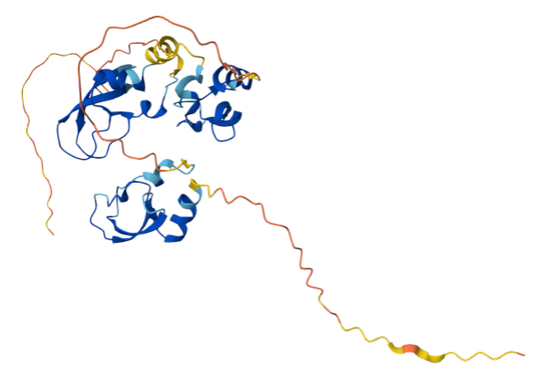 Tissue factor pathway inhibitor TFPI