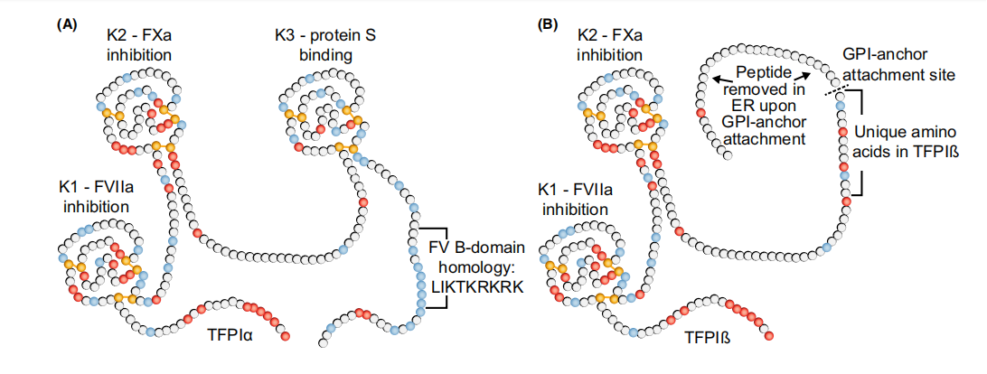Tissue factor pathway inhibitor TFPI