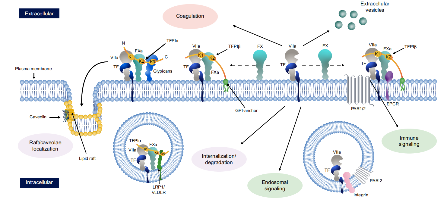 Tissue factor pathway inhibitor TFPI