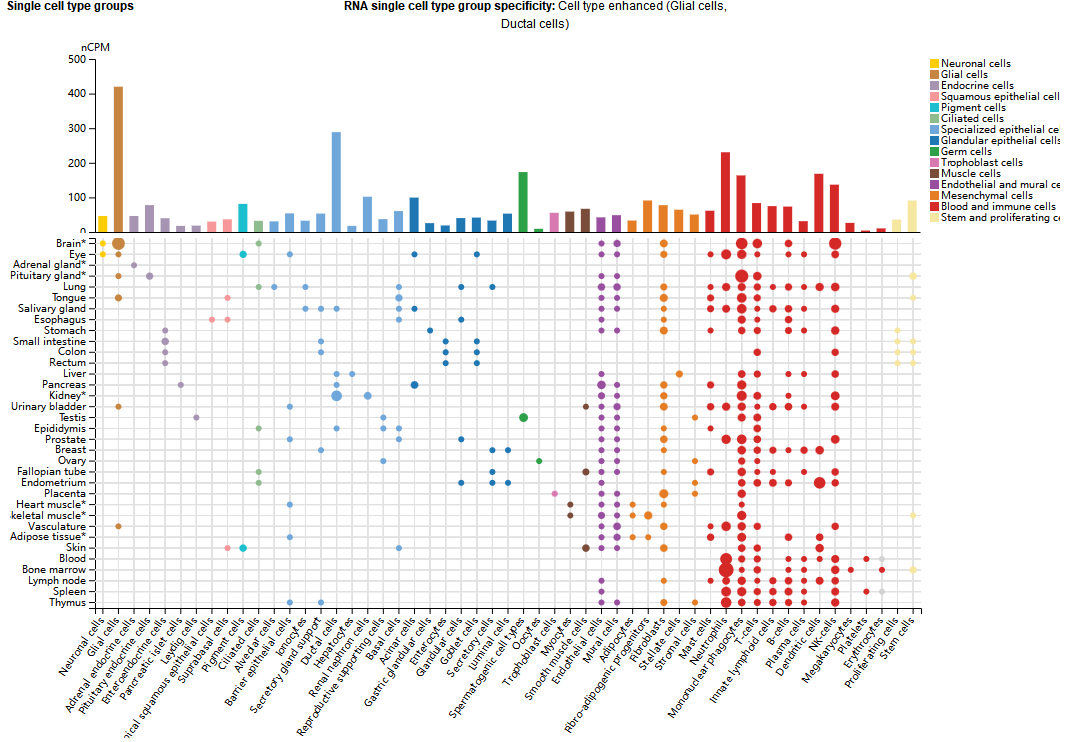 Transmembrane serine threonine kinases TGFBR1 and TGFBR2