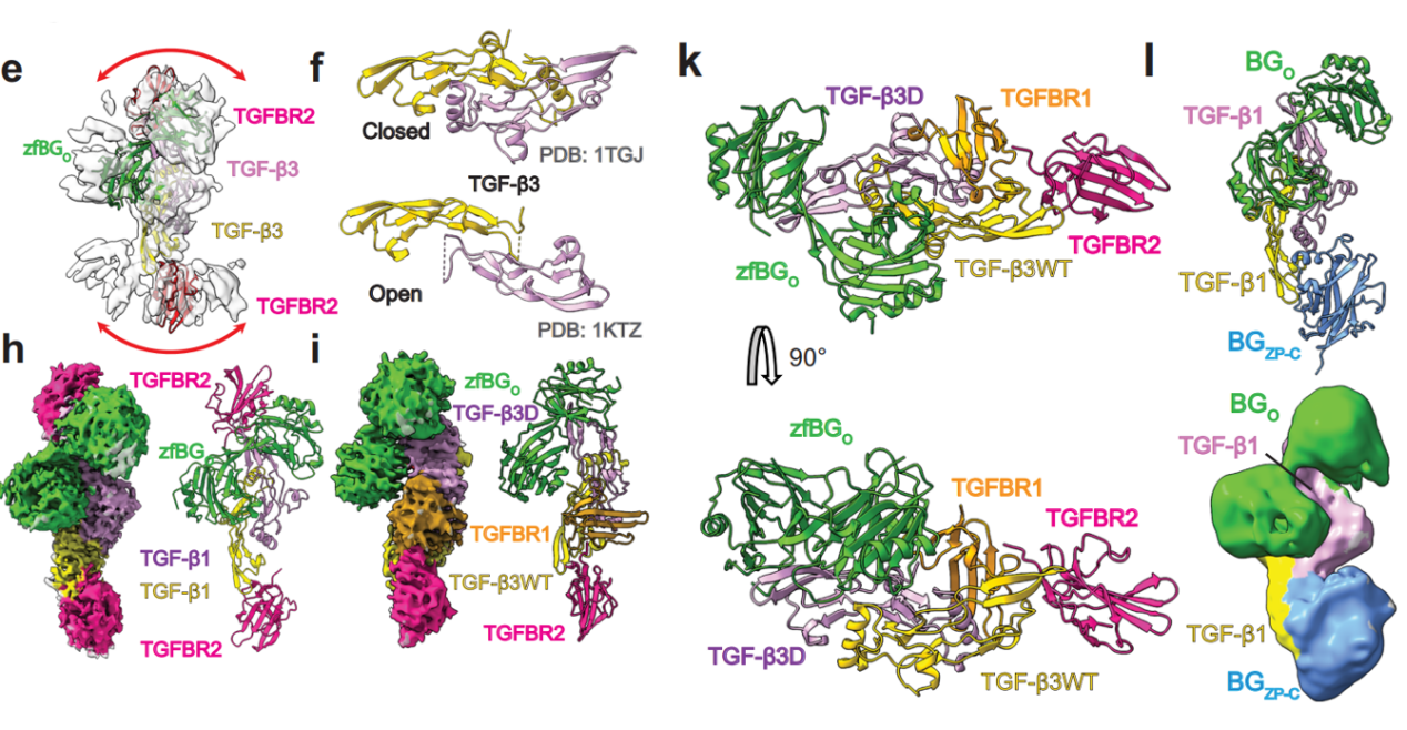 Transmembrane serine threonine kinases TGFBR1 and TGFBR2