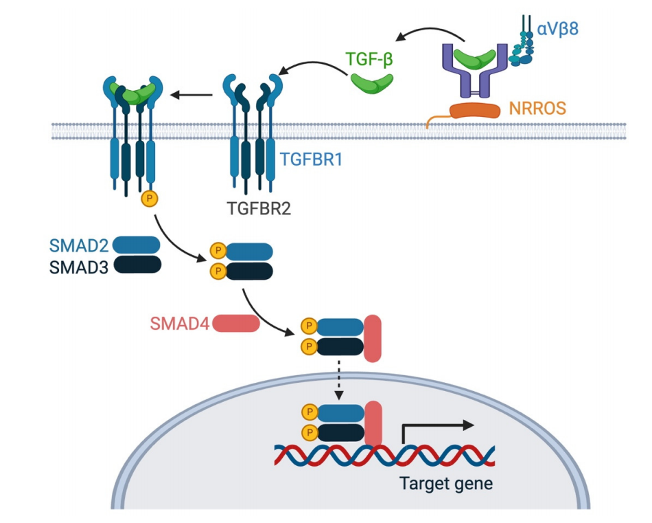 Transmembrane serine threonine kinases TGFBR1 and TGFBR2