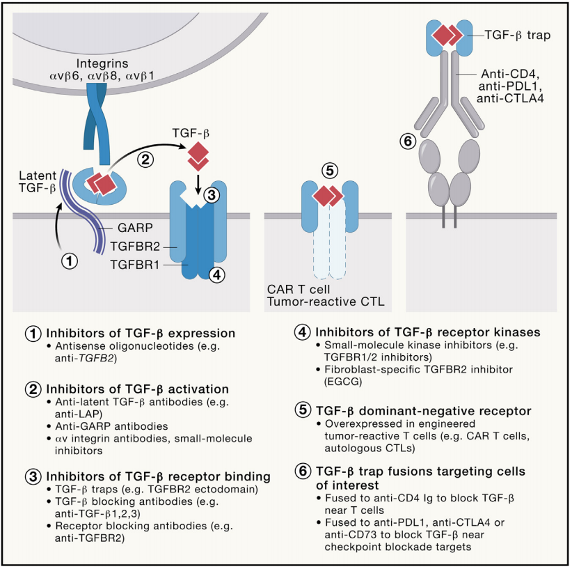 Transmembrane serine threonine kinases TGFBR1 and TGFBR2