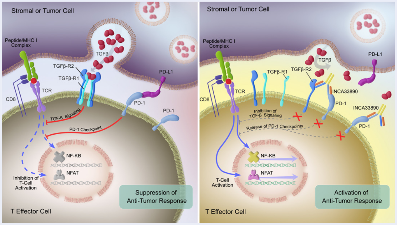 Transmembrane serine threonine kinases TGFBR1 and TGFBR2