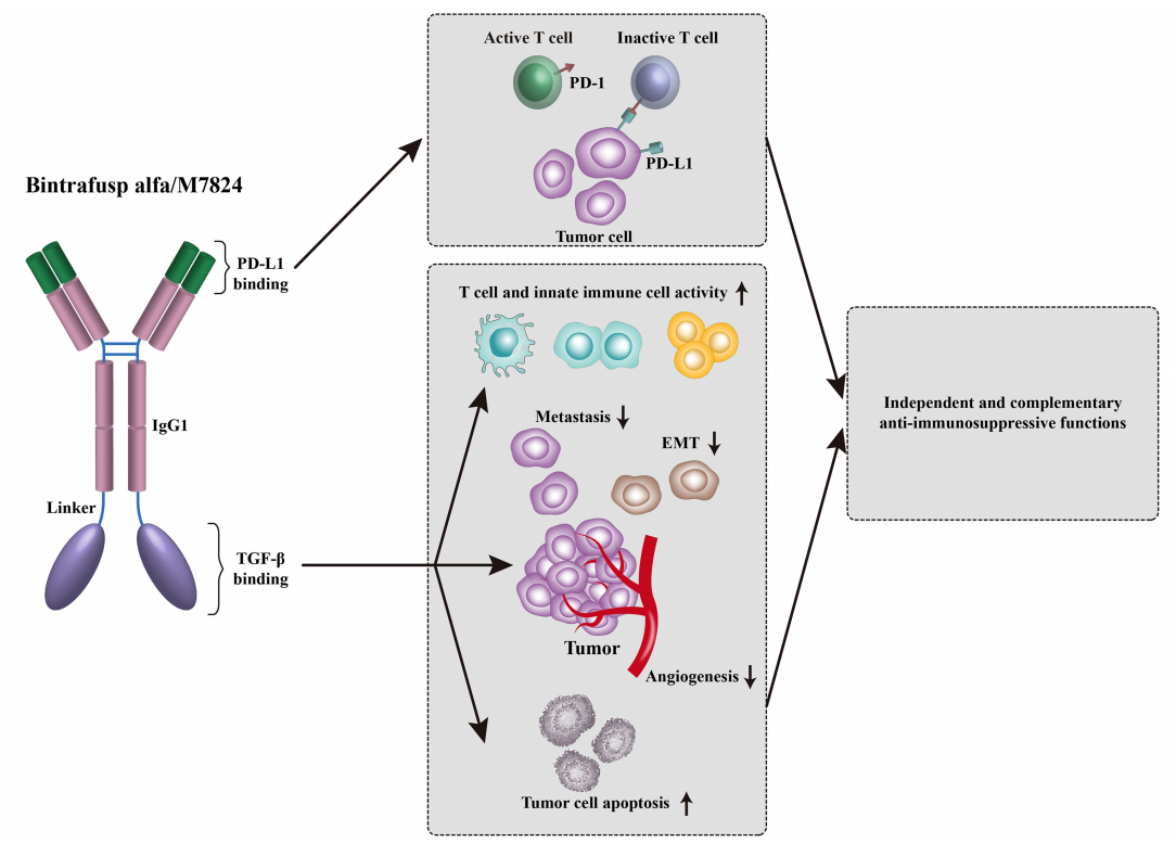 Transmembrane serine threonine kinases TGFBR1 and TGFBR2