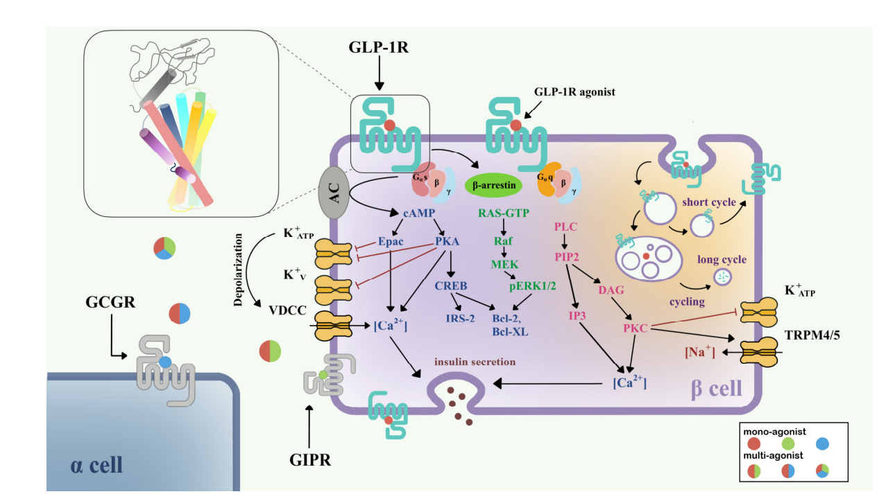 Treatment of obesity and metabolic diseases target GLP1R