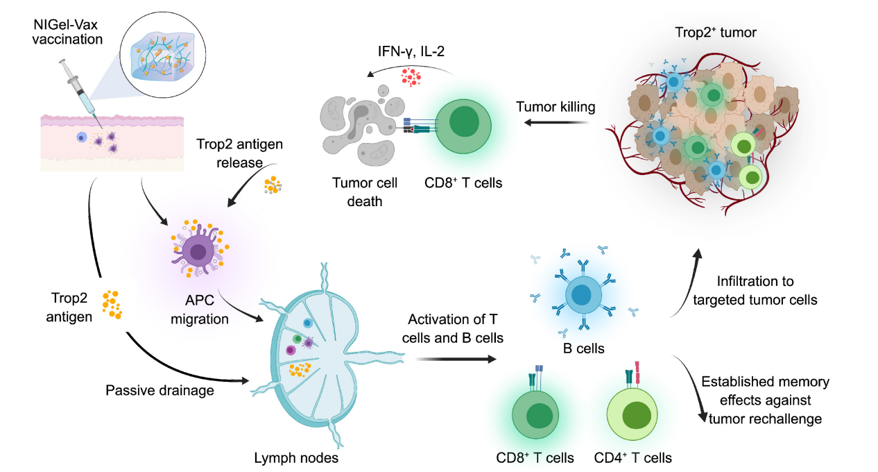 Trophoblast cell surface antigen TROP2