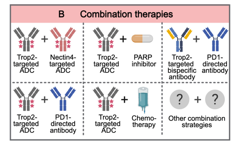 Trophoblast cell surface antigen TROP2