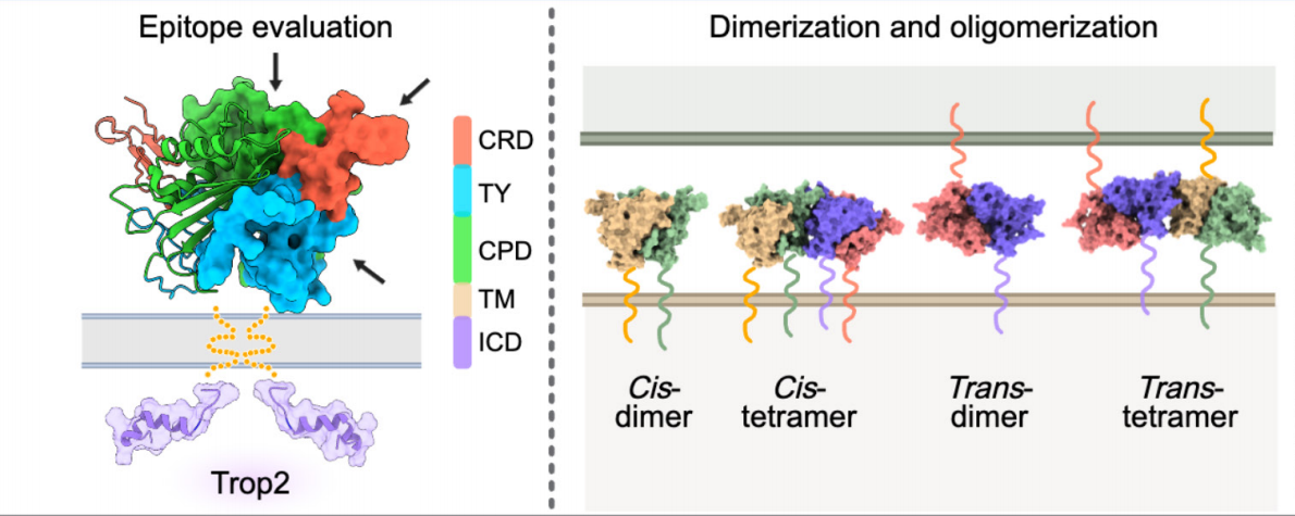 Trophoblast cell surface antigen TROP2