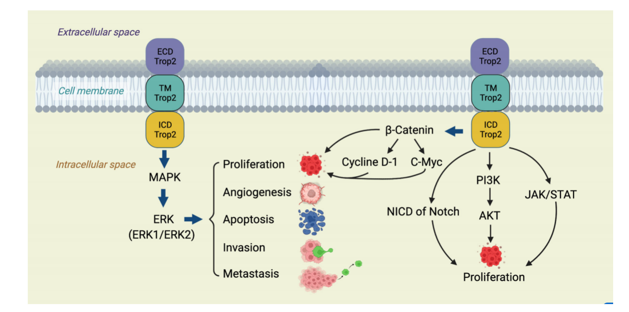 Trophoblast cell surface antigen TROP2