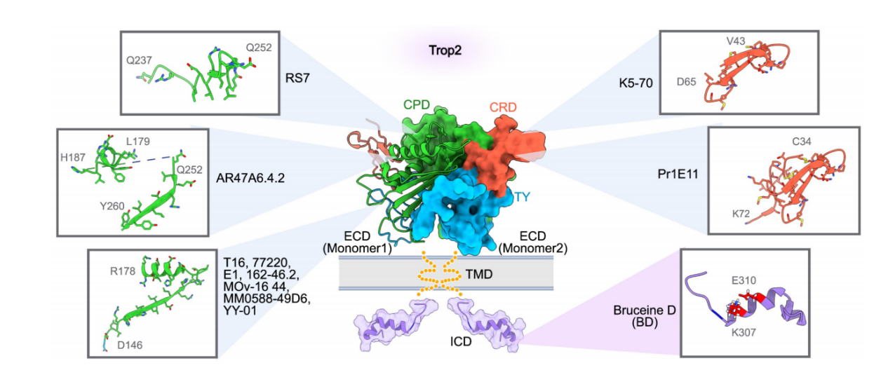 Trophoblast cell surface antigen TROP2