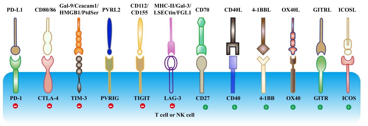 Tumor escape switch PD-1 PD-L1