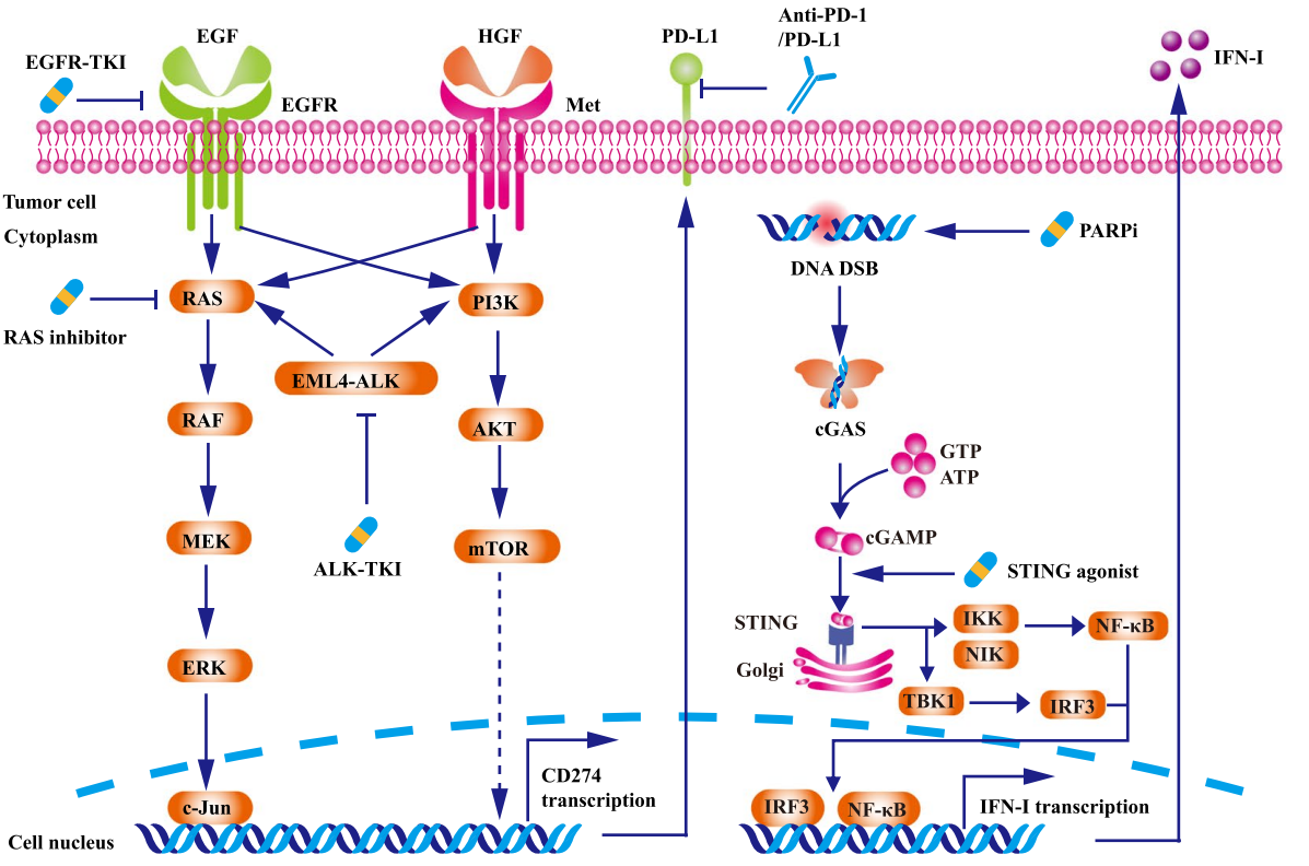 Tumor escape switch PD-1 PD-L1