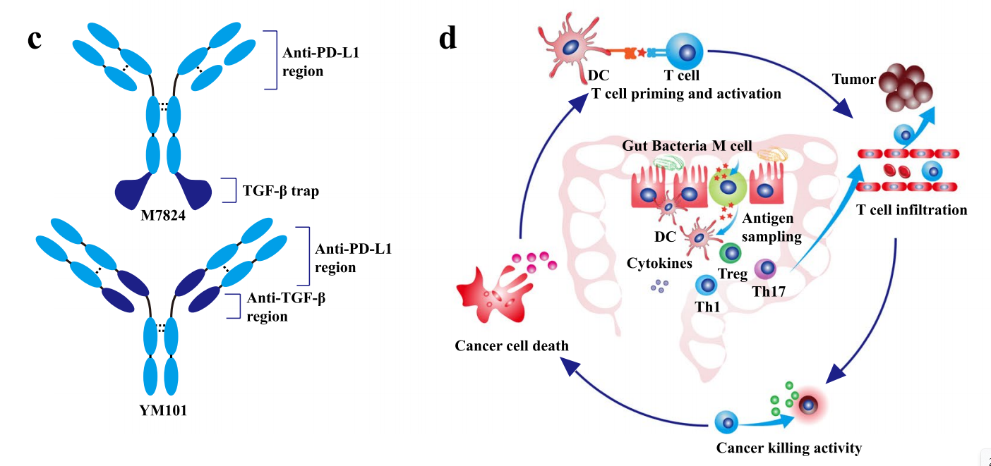 Tumor escape switch PD-1 PD-L1