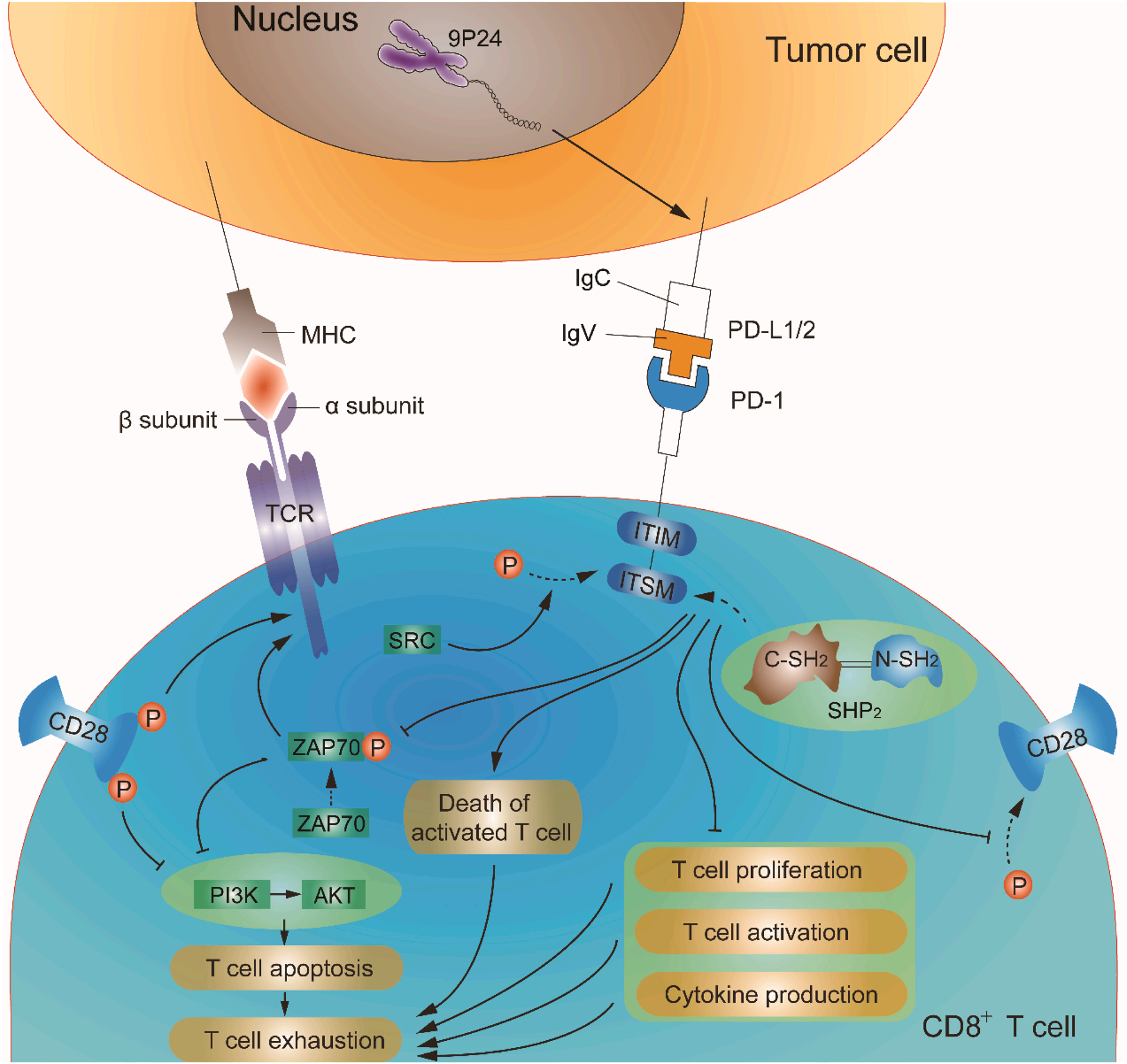 Tumor escape switch PD-1 PD-L1