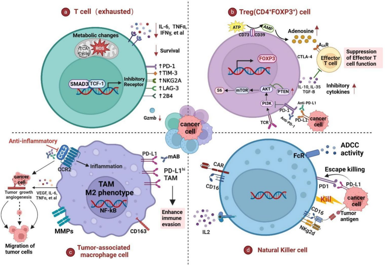 Tumor escape switch PD-1 PD-L1