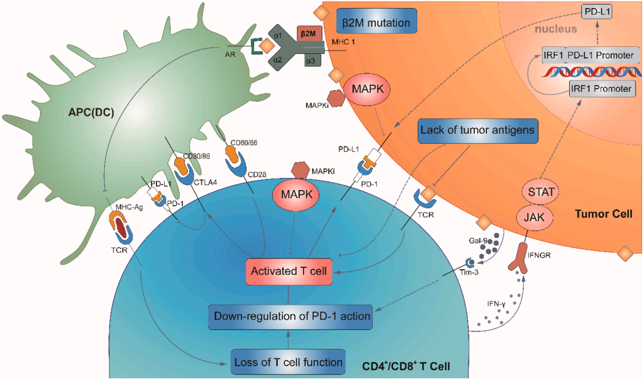 Tumor escape switch PD-1 PD-L1