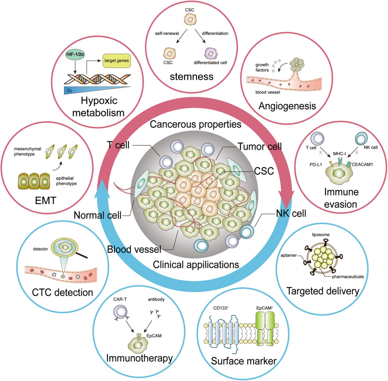 Tumor immune escape promoting factor EpCAM