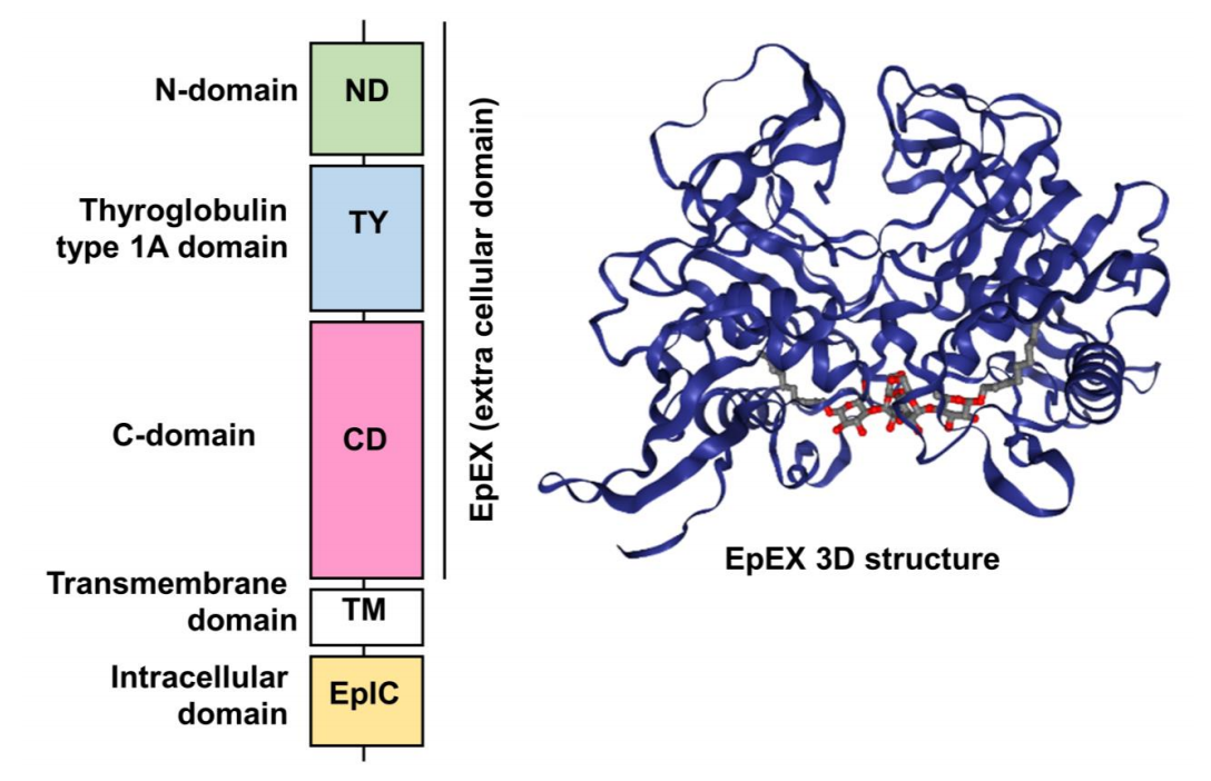 Tumor immune escape promoting factor EpCAM
