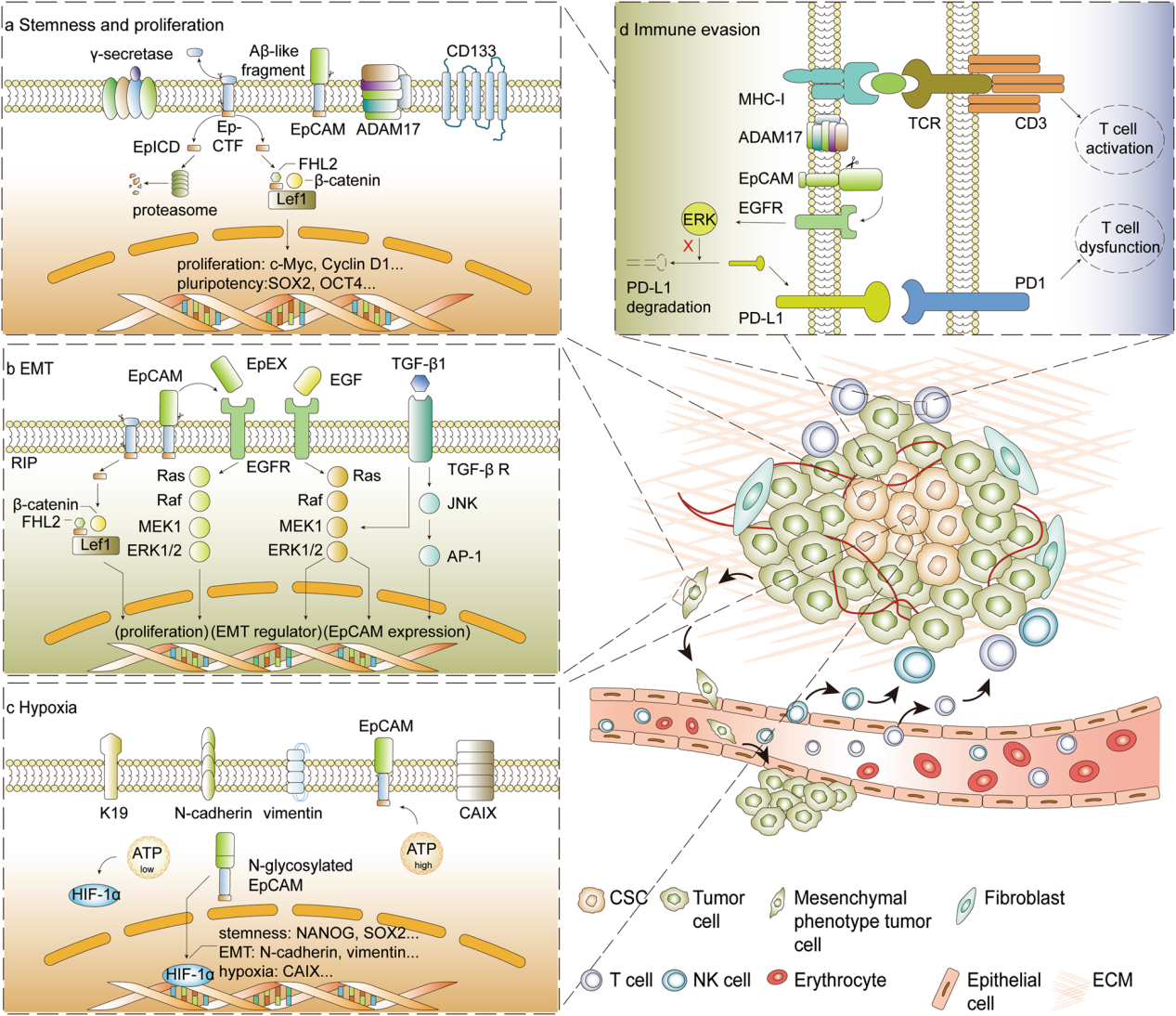 Tumor immune escape promoting factor EpCAM