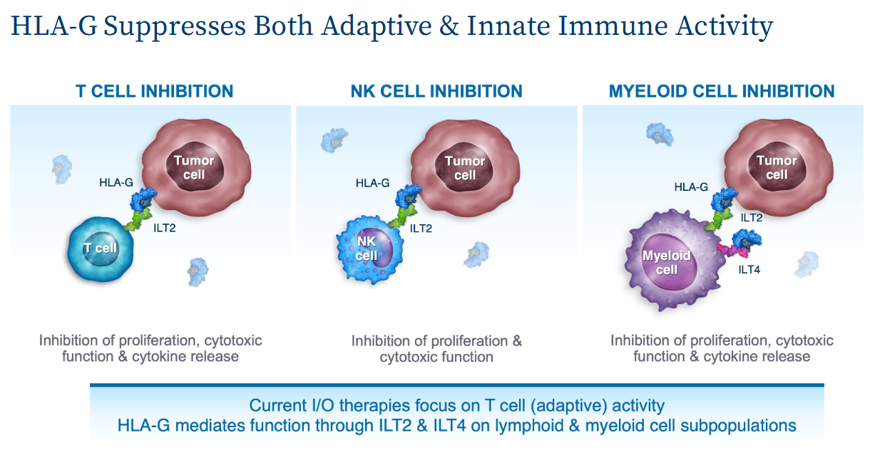 Tumor immune escape therapy target HLAG