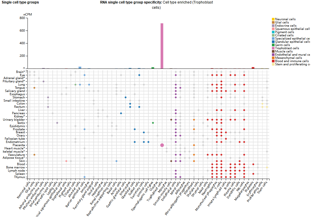 Tumor immune escape therapy target HLAG