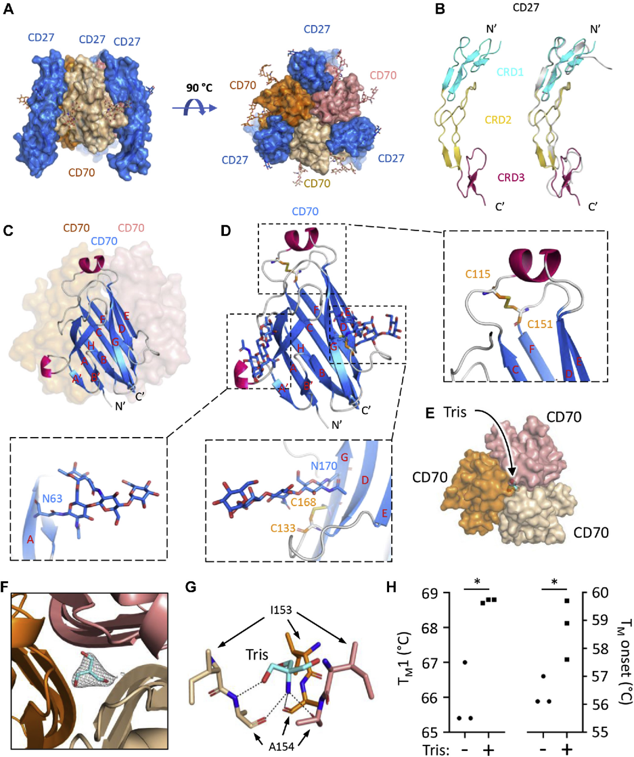 Tumor immune regulator CD70