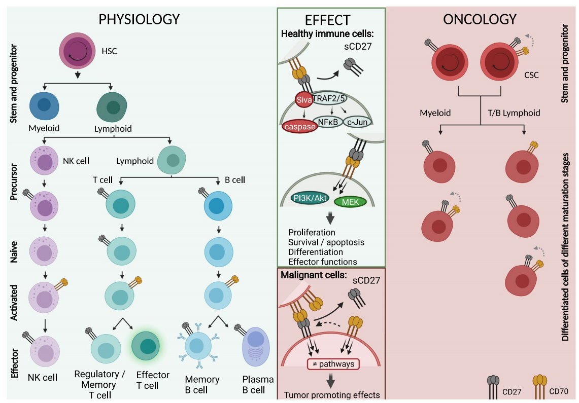 Tumor immune regulator CD70