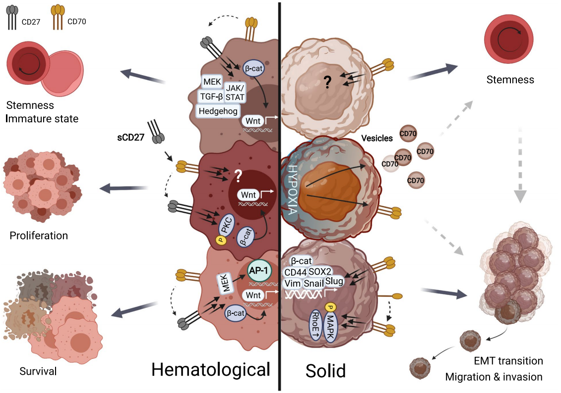 Tumor immune regulator CD70