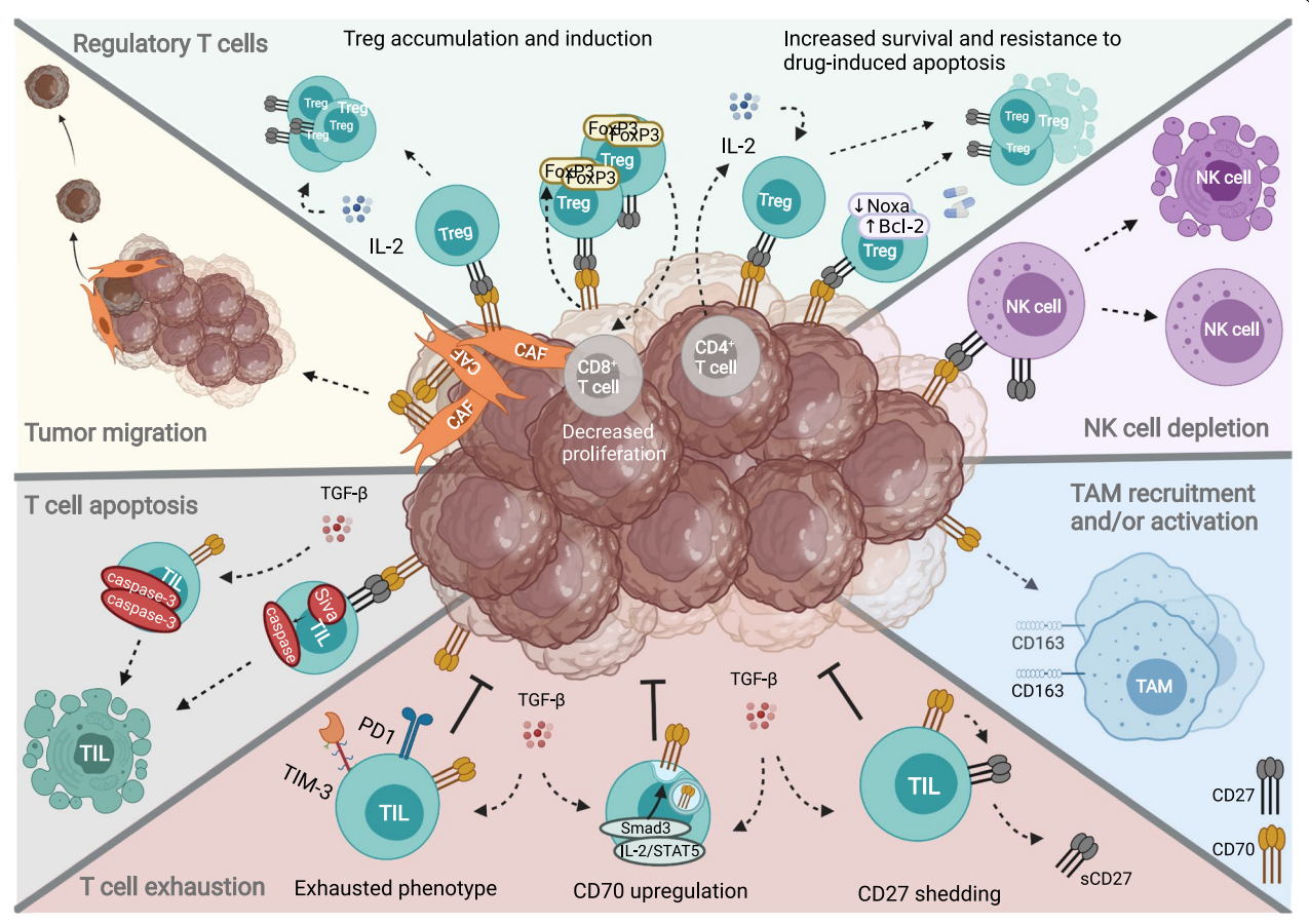 Tumor immune regulator CD70
