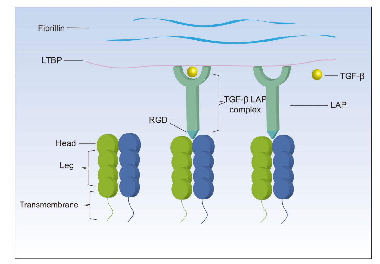 Tumor immunoregulatory target ITGB6