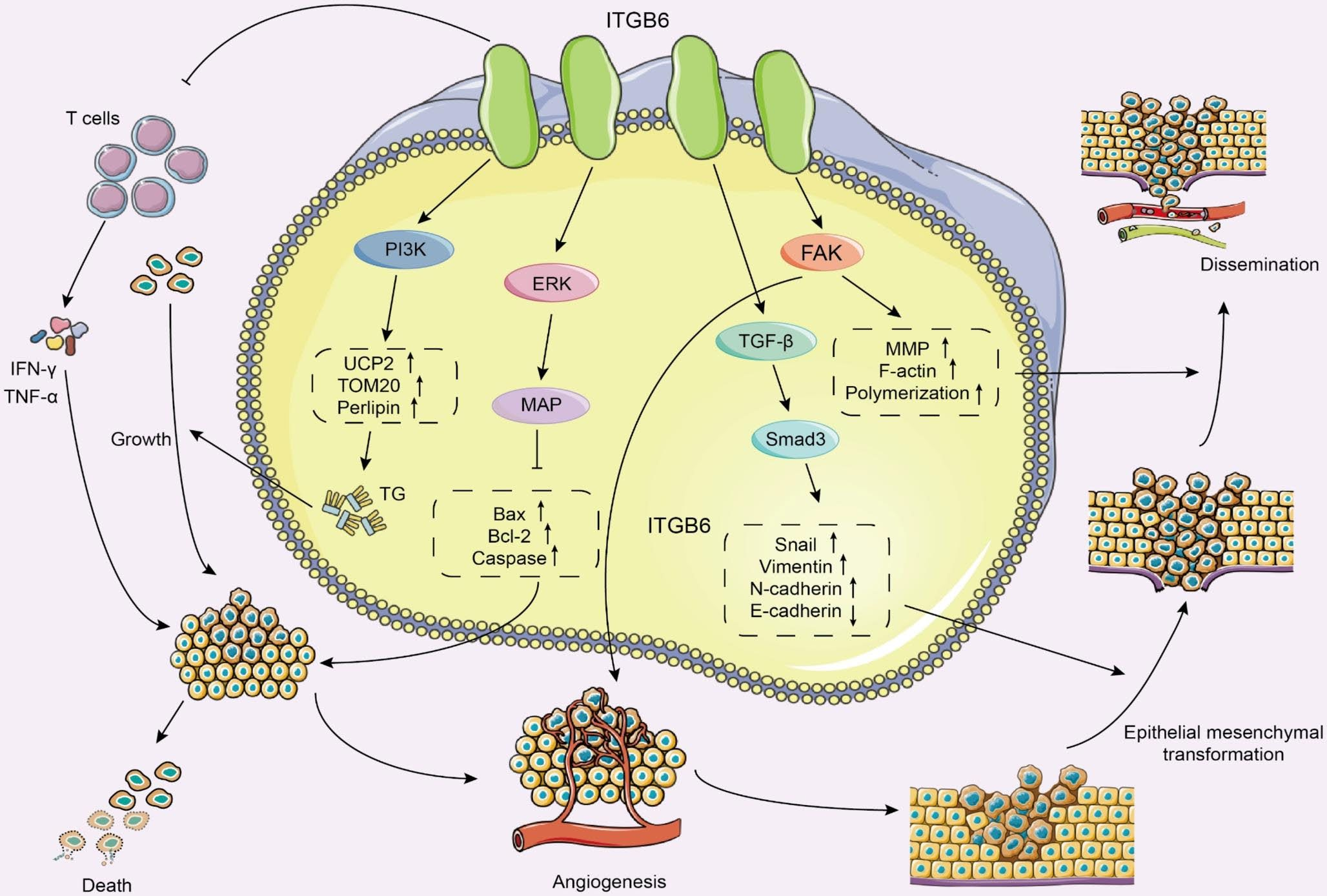 Tumor immunoregulatory target ITGB6