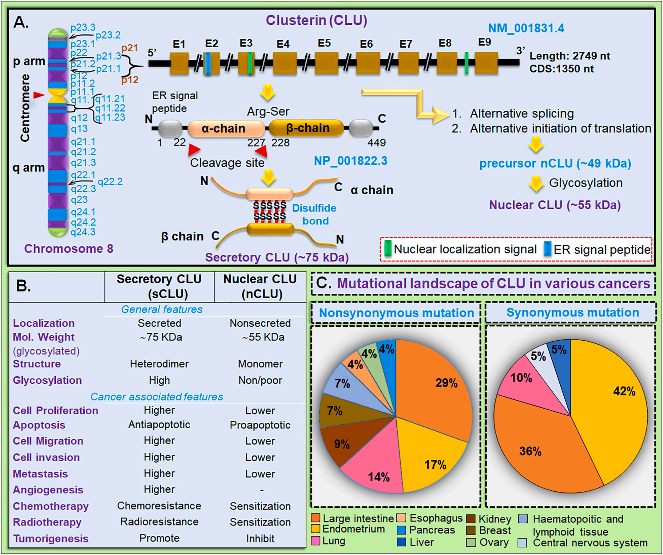 Tumor microenvironment homeostasis regulator CLU
