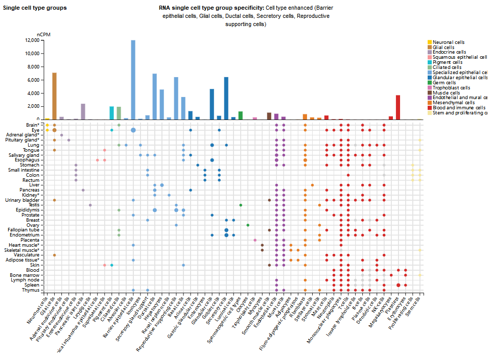 Tumor microenvironment homeostasis regulator CLU
