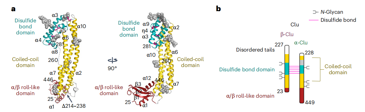 Tumor microenvironment homeostasis regulator CLU
