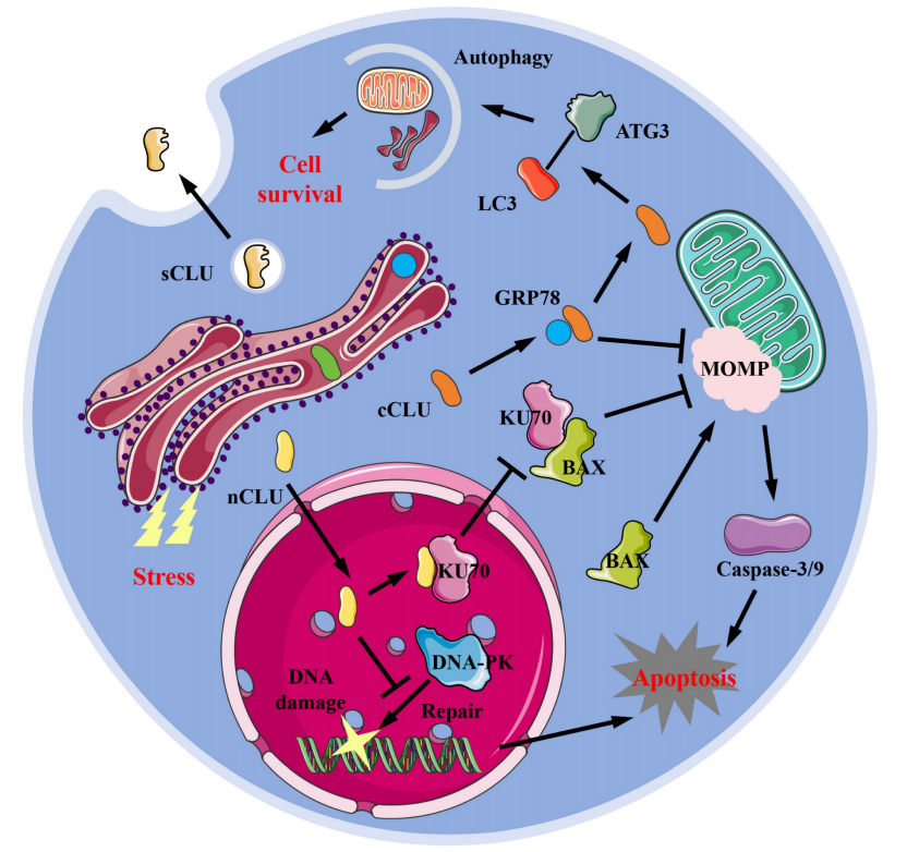 Tumor microenvironment homeostasis regulator CLU