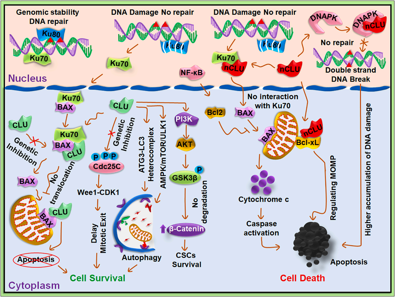 Tumor microenvironment homeostasis regulator CLU