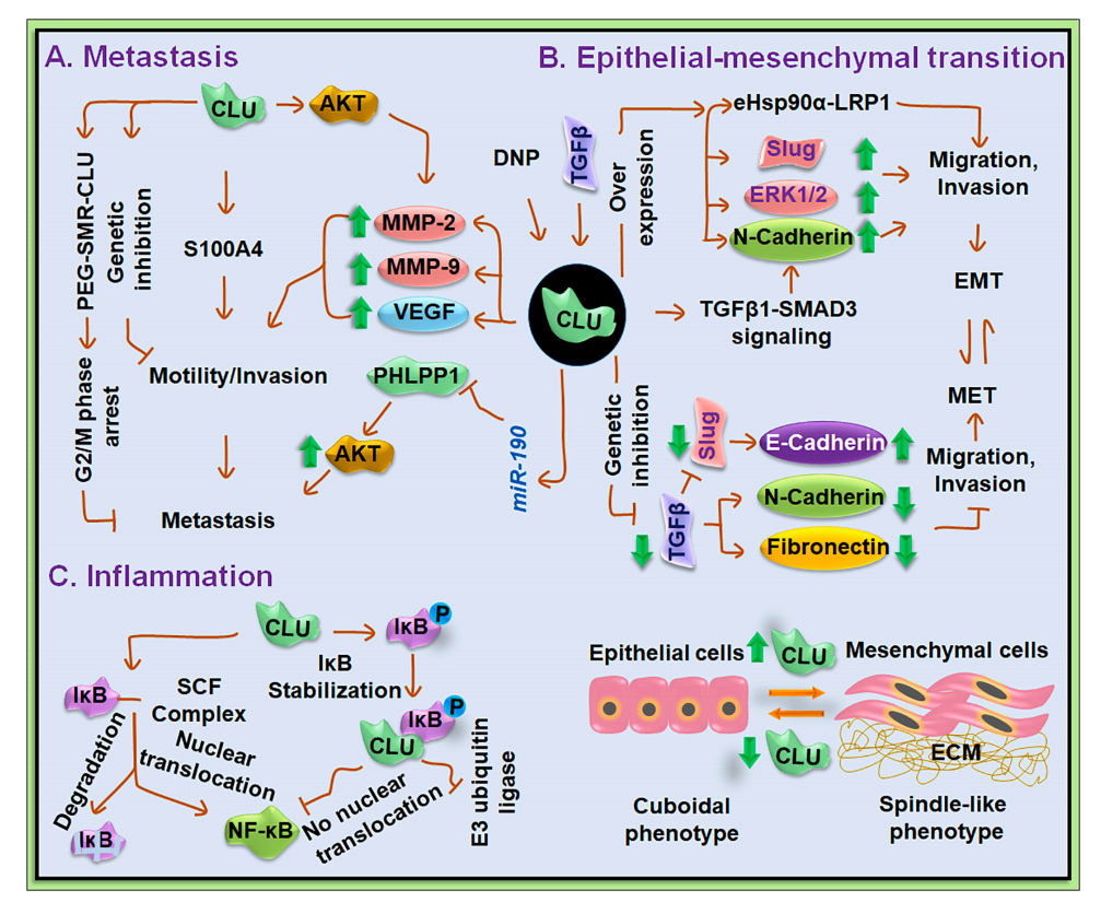 Tumor microenvironment homeostasis regulator CLU