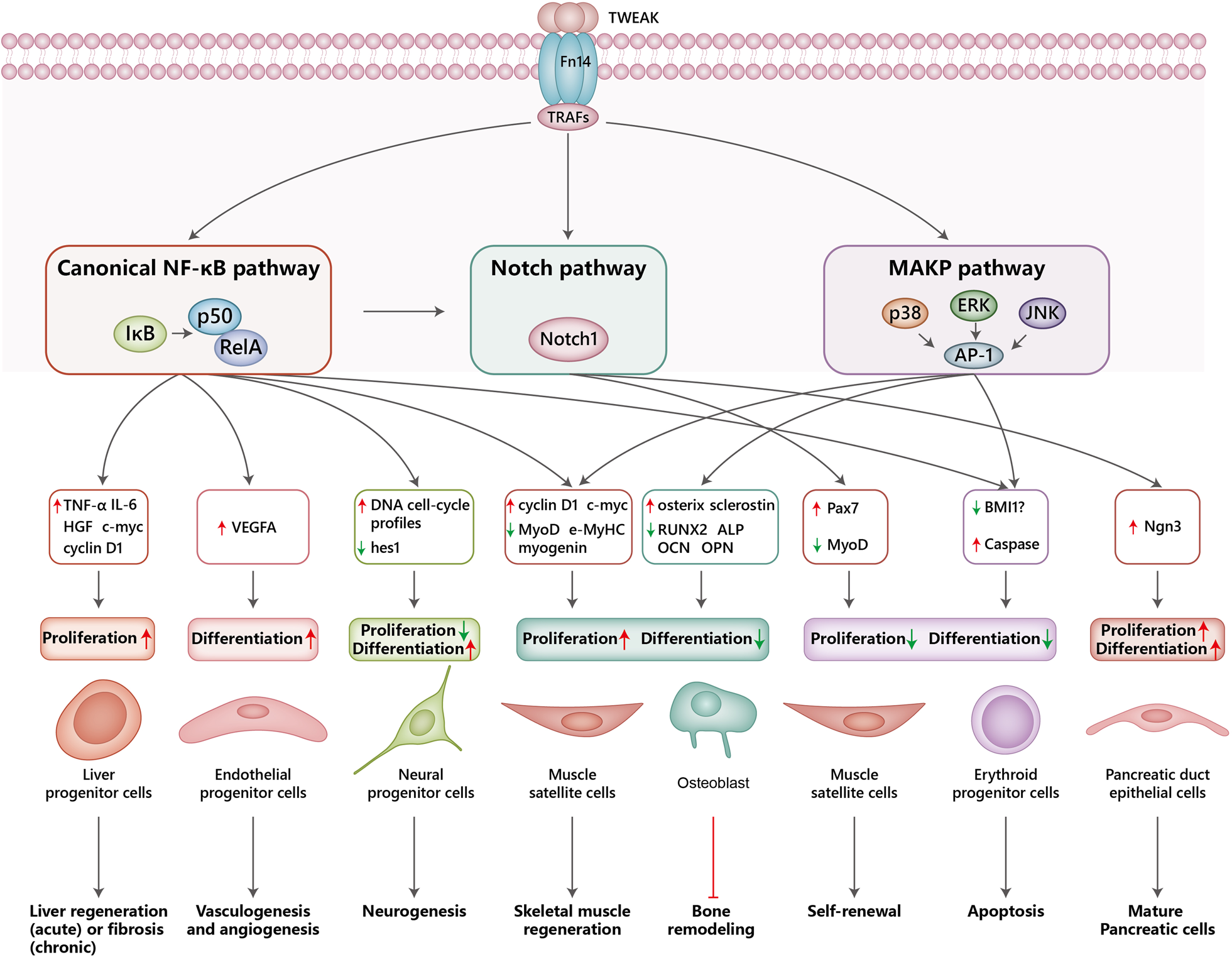 Tumor necrosis facto superfamily receptor TWEAKR
