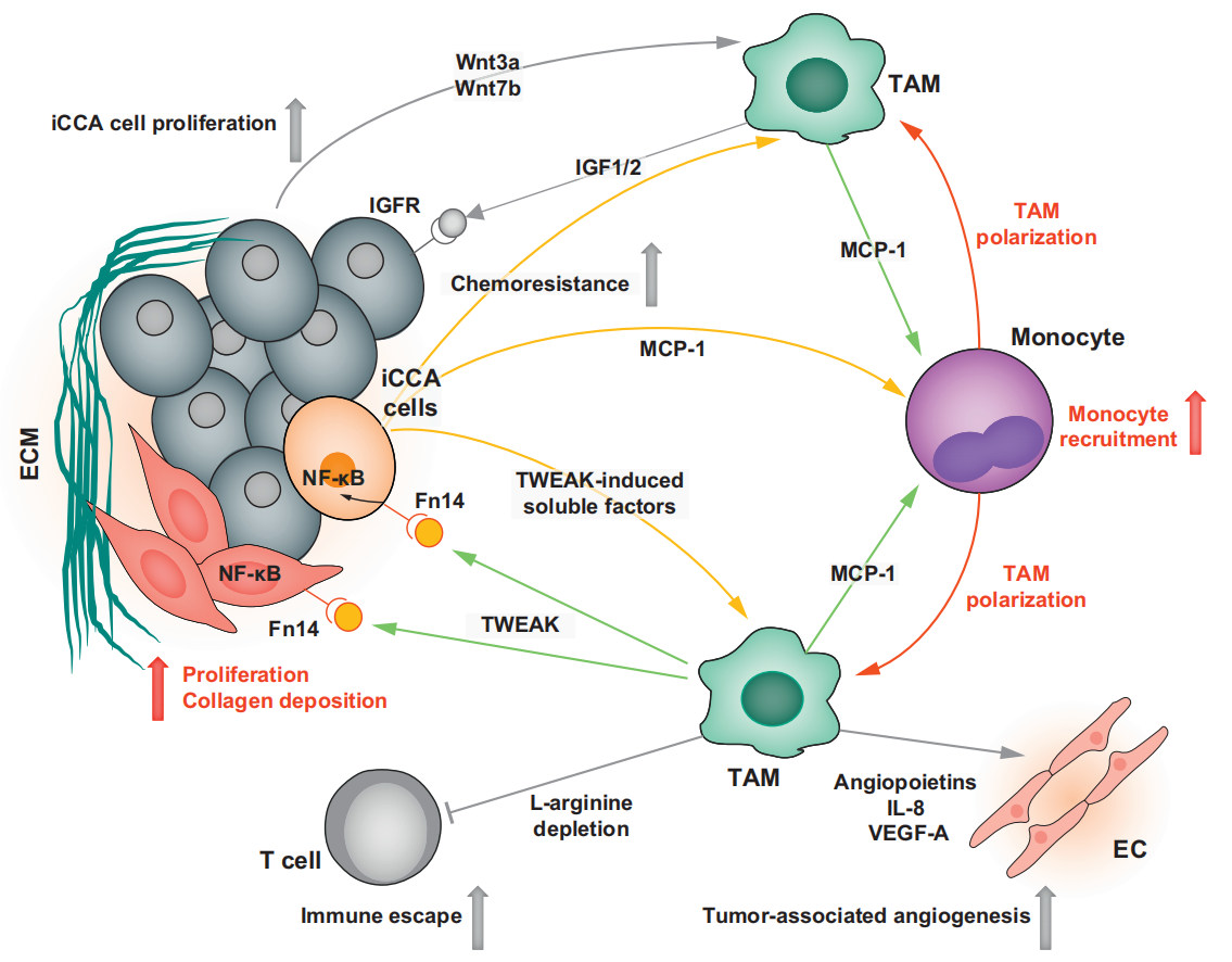 Tumor necrosis facto superfamily receptor TWEAKR