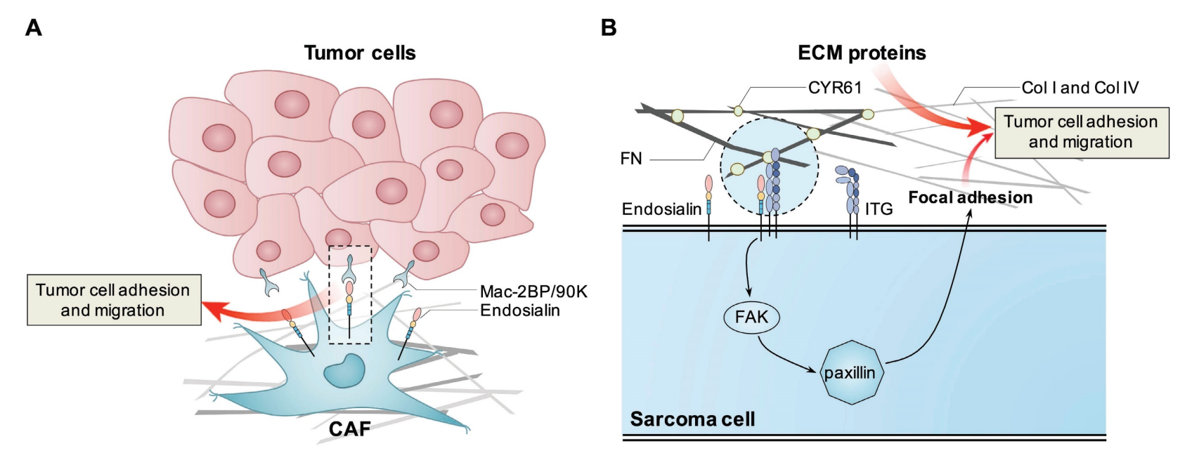 Tumor specific marker CD248