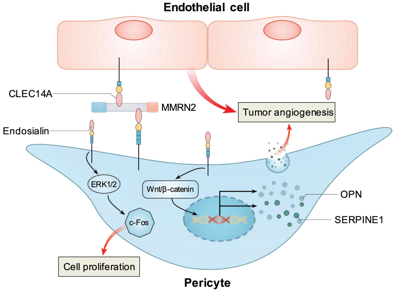 Tumor specific marker CD248