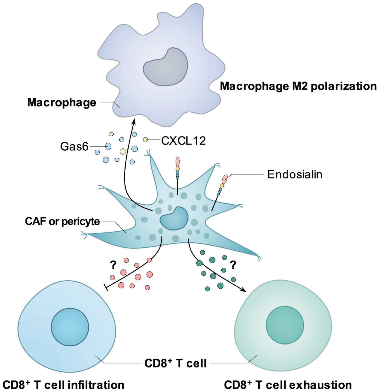 Tumor specific marker CD248